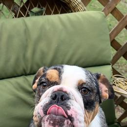 Minnie - Blue merle and white female Cardigan Welsh Corgi puppy in Maidsville, West Virginia from L&B Lowriders