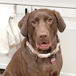 Labrador Retrievers from SommerLabs