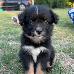 Tex - Black tri-color male Australian Shepherd puppy in Piedmont, Oklahoma from HeartDriven Aussies