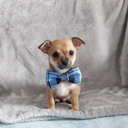 Jax - Chocolate sabled fawn male Chihuahua puppy in Brook Park, Minnesota from Northstar Chihuahuas