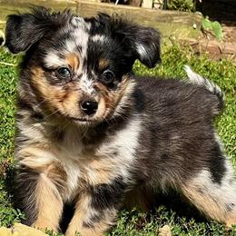 Toy Australian Shepherd Puppies from Kickapoo Creek Toy Aussies
