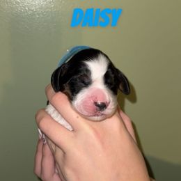 Daisy - Black white and tan female English Springer Spaniel puppy in Williston, Florida from Parks Paradise Springers