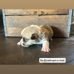 Boy 4 - Sable male Pembroke Welsh Corgi puppy in Greenwood, South Carolina from JOY Farms