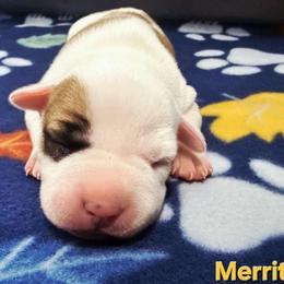 Merritt - Red female American Staffordshire Terrier puppy in Clintwood, Virginia from SkyBlue Kennel