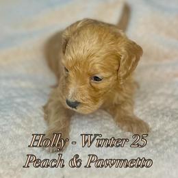 Holly - Red female Bernedoodle puppy in Alabama from Peach & Pawmetto Doodles
