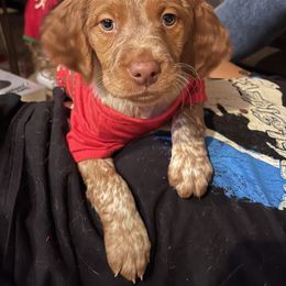 Brittany Puppies from Lizas Brittanies