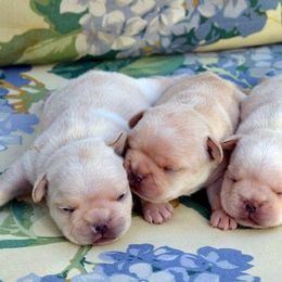 French Bulldog Puppies from Fancibul French Bulldogs