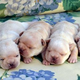 French Bulldog Puppies from Fancibul French Bulldogs