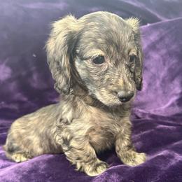 Watermelon - Brindle female Dachshund puppy in Memphis, Tennessee from River City Doxies