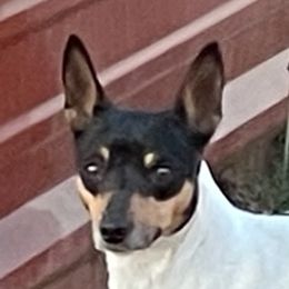 Cupcake - Rat Terrier