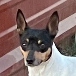 Cupcake - Rat Terrier
