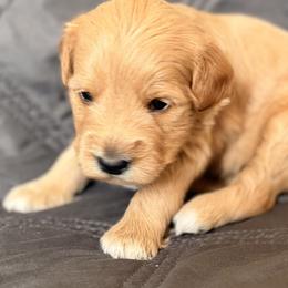 Destiny - Apricot female Goldendoodle puppy in Tucson, Arizona from JER Doodles