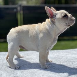 Girl 1 - Cream French Bulldog puppy in Ellensburg, Washington from Rodeo City Frenchies