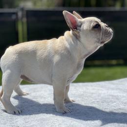 Girl 1 - Cream French Bulldog puppy in Ellensburg, Washington from Rodeo City Frenchies