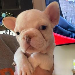 Beth - White female Bulldog puppy in Seneca, South Carolina from Burrell’s Bulldog Kingdom