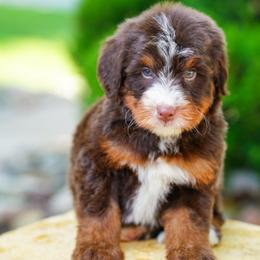 Phil - Chocolate merle male Bernedoodle puppy in Dundee, Ohio from Down Home Doodle