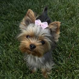 Yorkshire Terrier Puppies from Heaven_sent_toy_yorkies