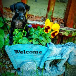 Italian Greyhound Puppies from Cave Canem Rex Italian Greyhounds