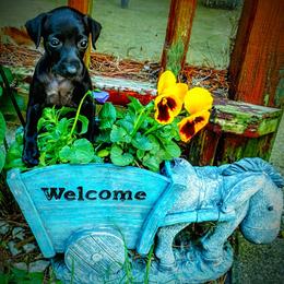 Italian Greyhound Puppies from Cave Canem Rex Italian Greyhounds