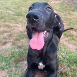 Angel's Envy - Black and white female Great Dane puppy in Chapmansboro, Tennessee from Balthrop Bend Farms
