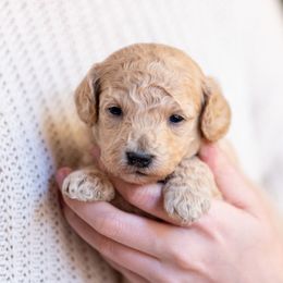 Goldendoodle Puppies from OikiaDoodle