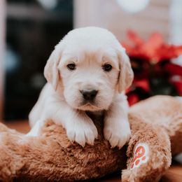 Boy 5 - Golden Retriever puppy in Byron Center, Michigan from Little House on the Farmie