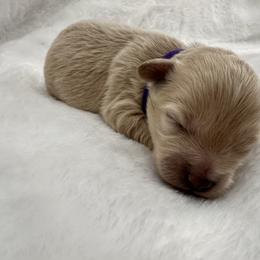 Purple - Apricot female Maltipoo puppy in Denair, California from 209PuppiesCaliforniaMaltipoo