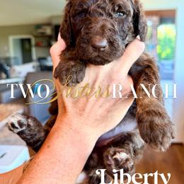 Liberty - female Newfypoo puppy in Jackson, Missouri from Two Sisters Ranch, LLC