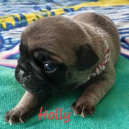 Holly - Fawn female Pug puppy in Concho Valley, Arizona from Agape Pugs
