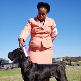 Lyanna  - Cane Corso