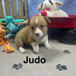 Judo - Red female Pembroke Welsh Corgi puppy in Apison, Tennessee from Ashmore Corgis