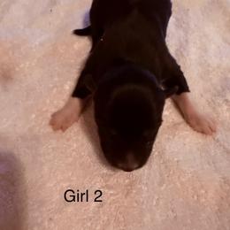 Girl 2 - Black and white female Siberian Husky puppy in Columbus, Ohio from Jamuison’s Siberian Huskies