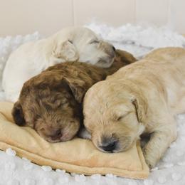 Goldendoodle Puppies from Tuxedo Mountain Doodles