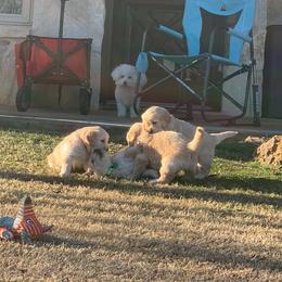 Golden Retriever Puppies from Daniel Ranch Golden Retrievers