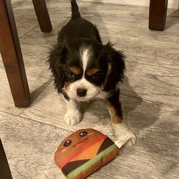 Cavalier King Charles Spaniel and Pembroke Welsh Corgi Puppies from Puppy PlayPen