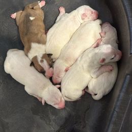Puppies - White Bull Terrier puppy in Jasper, Indiana from Beautiful Bullies