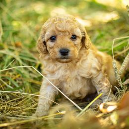 Poodle Puppies from Northwest pets Poodles
