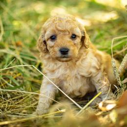 Poodle Puppies from Northwest pets Poodles
