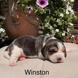 Winston - Black white and tan male Beagle puppy in Mansfield, Missouri from Rippee Creek Kennel