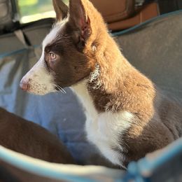 SVVS Mythisch Pandora (Peggy Carter) Light Purple Collar - Panda German Shepherd puppy in Little Rock, Arkansas from Strahl Von Valor Shepherds