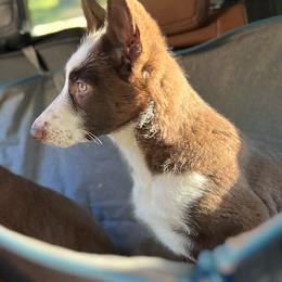 SVVS Mythisch Pandora (Peggy Carter) Light Purple Collar - Panda German Shepherd puppy in Little Rock, Arkansas from Strahl Von Valor Shepherds