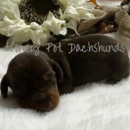 Cleo - Chocolate and tan female Dachshund puppy in Glen Saint Mary, Florida from 🍯 Honey Pot Dachshunds 🐾