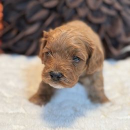 Rustle - Apricot male Cavapoo puppy in Mona, Utah from Hearts Full of Puppies