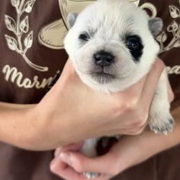 Boy 4 - Blue male Australian Cattle Dog puppy in Irvington, Kentucky from Dry Valley’s Australian Cattle Dogs