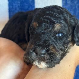 Theo - Tri-color male Bernedoodle puppy in Longmont, Colorado from Colorado Miniature Bernedoodle Puppies