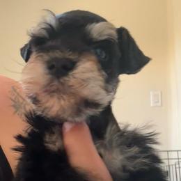 Bella - Salt and pepper female Miniature Schnauzer puppy in Lehigh Acres, Florida from Regency Schnauzer