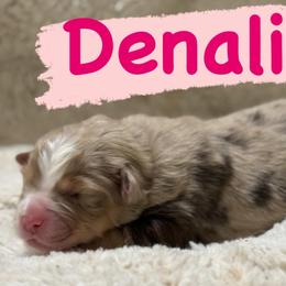 Denali - Red merle female Miniature Australian Shepherd puppy in South Central, Pennsylvania from Windy Hills Mini Aussies & Doodles