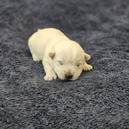 Wonder- Pink Collar - White female West Highland White Terrier puppy in Toronto, Ohio from Shekinah’s Mi-Kis & Cricket Hill’s Westies