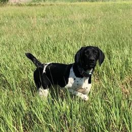 Storm - German Shorthaired Pointer