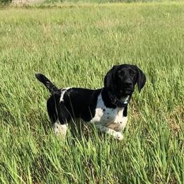 Storm - German Shorthaired Pointer